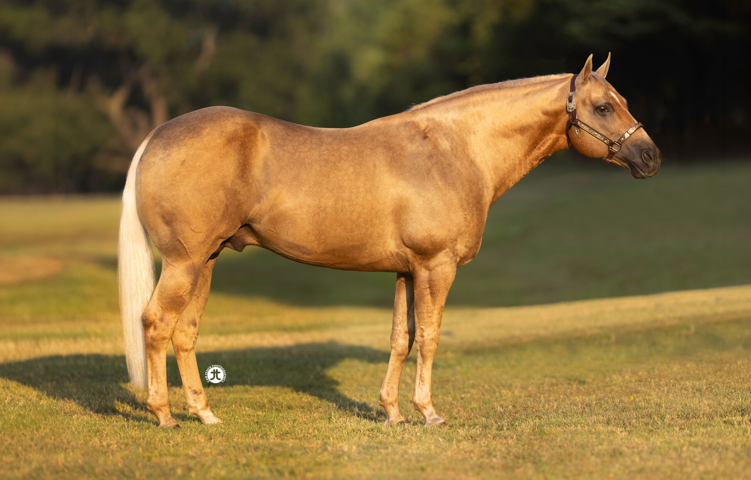 Snip O Lution, 2011 palomino reining stallion