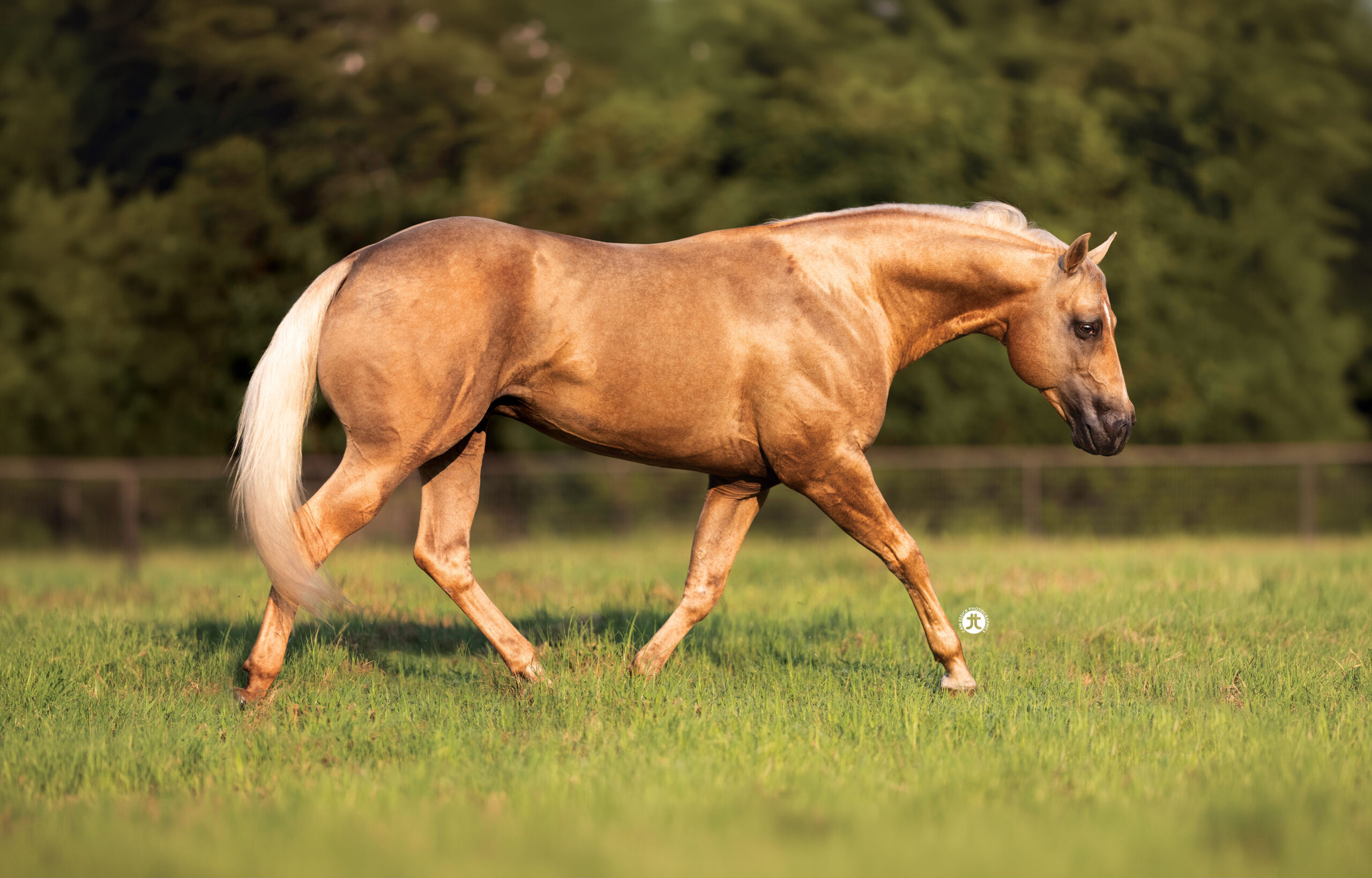Snip O Lution, 2011 palomino reining stallion
