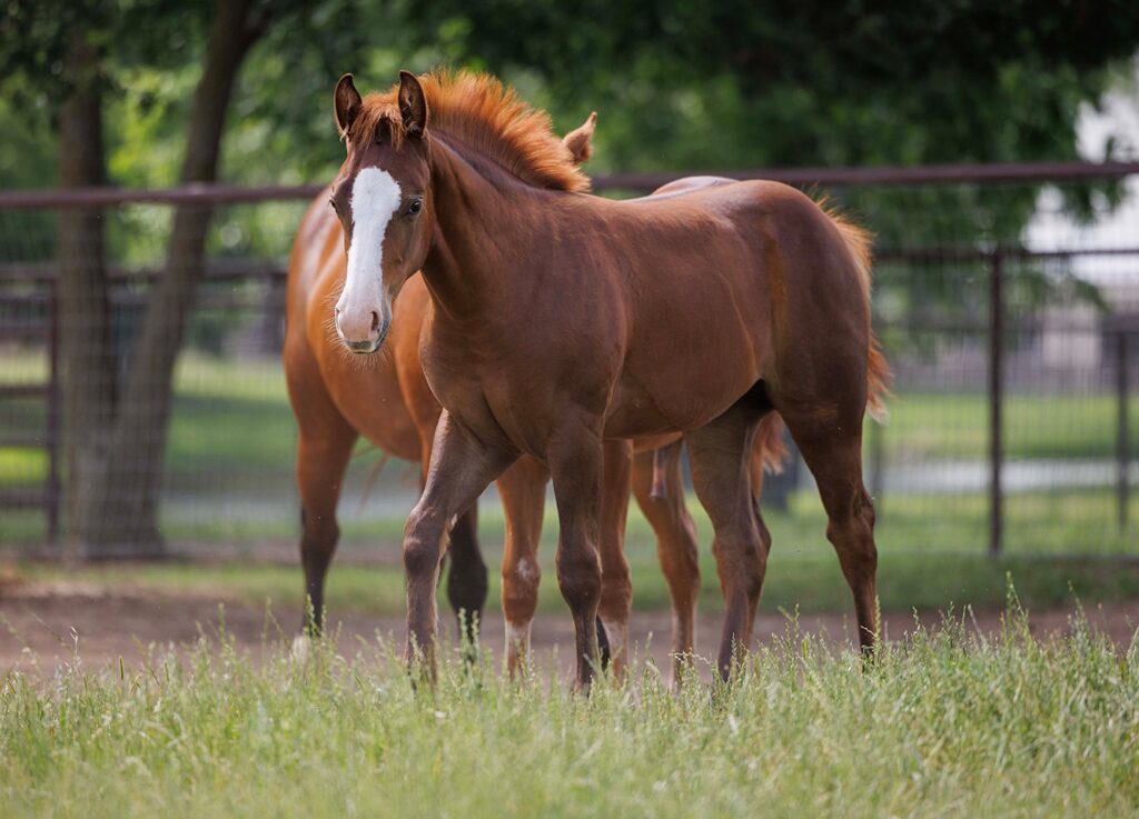 A 2026 CS Ranch foal