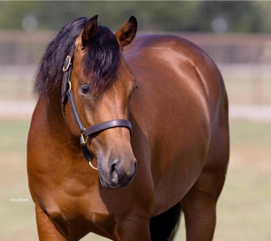 CS Captain Jakob — photo 5