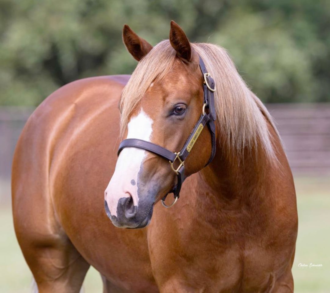 CS Guns N Whizards