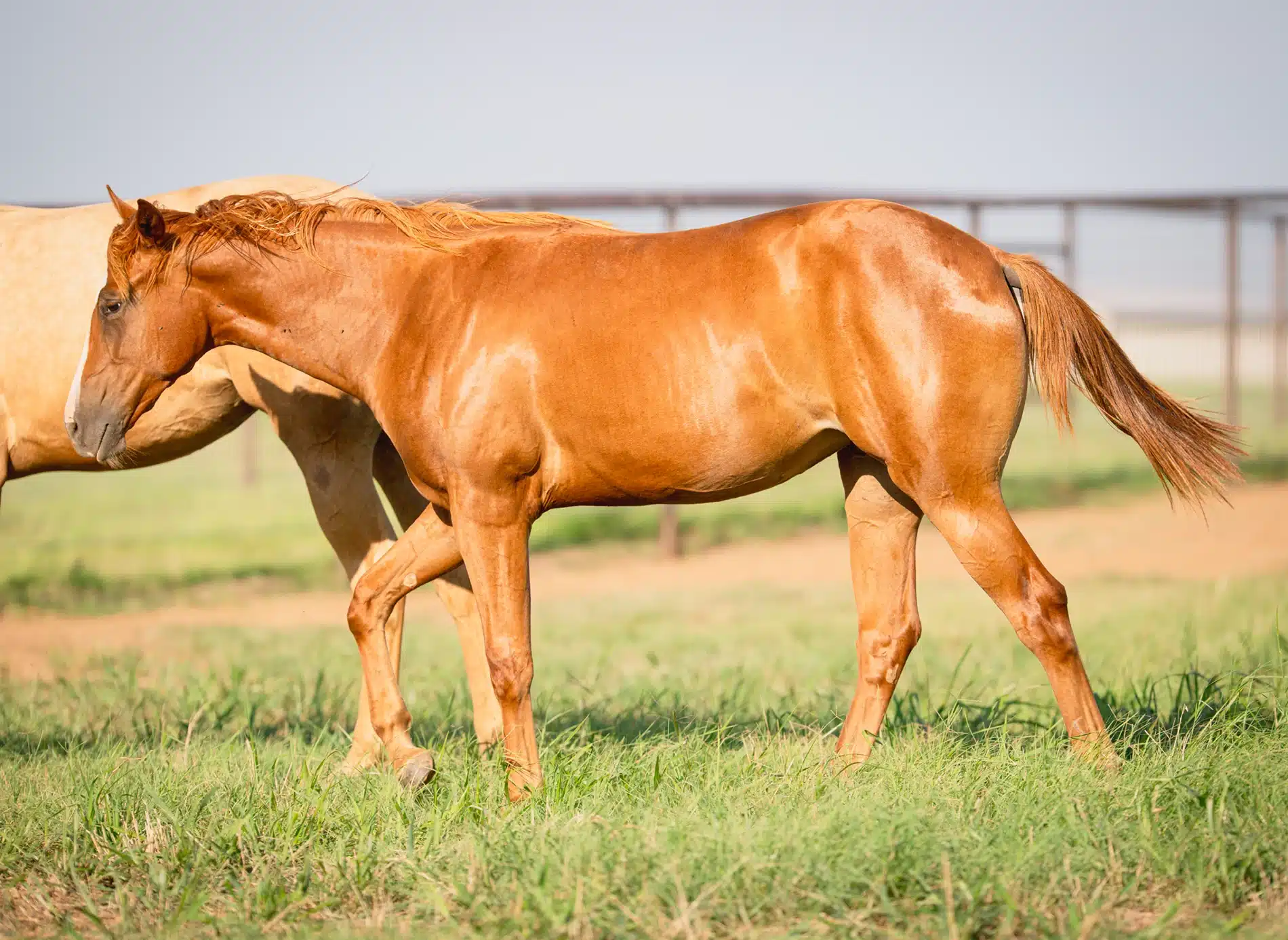 CS Senorita