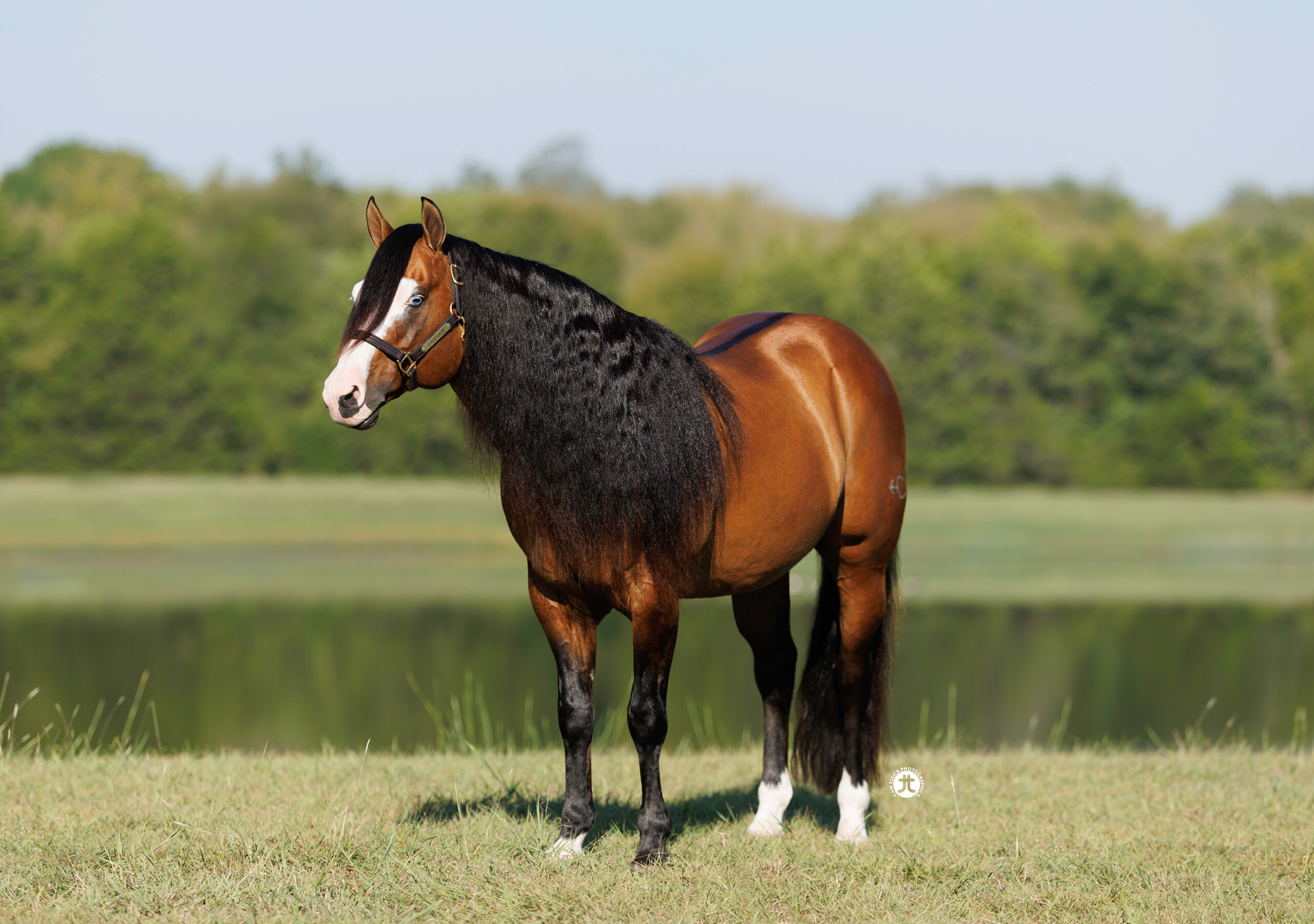 Gotta Nifty Gun, 2010 dun reining stallion