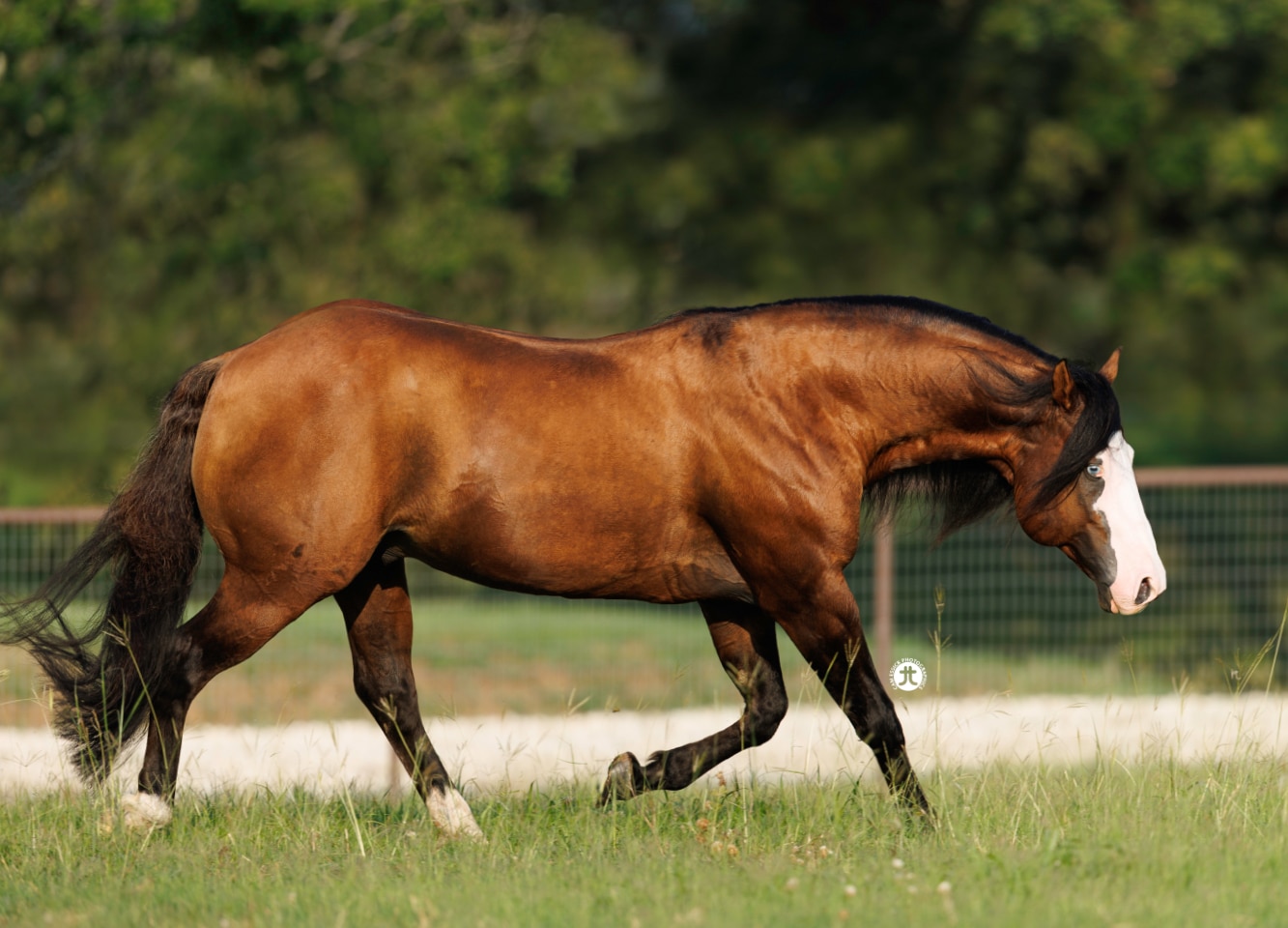 Gotta Nifty Gun, 2010 dun reining stallion