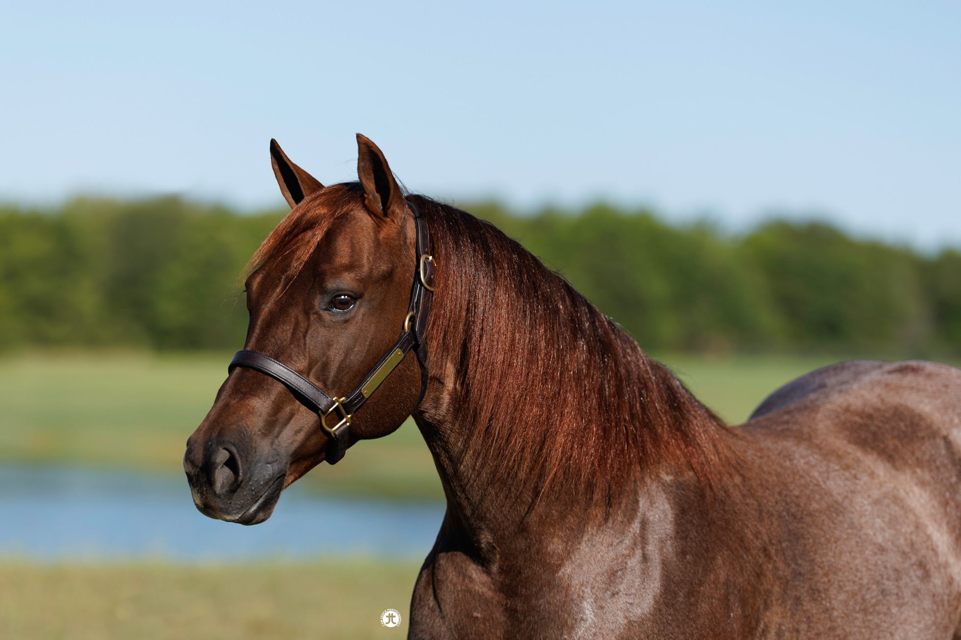 Chic Dreamn Whizard — photo 1