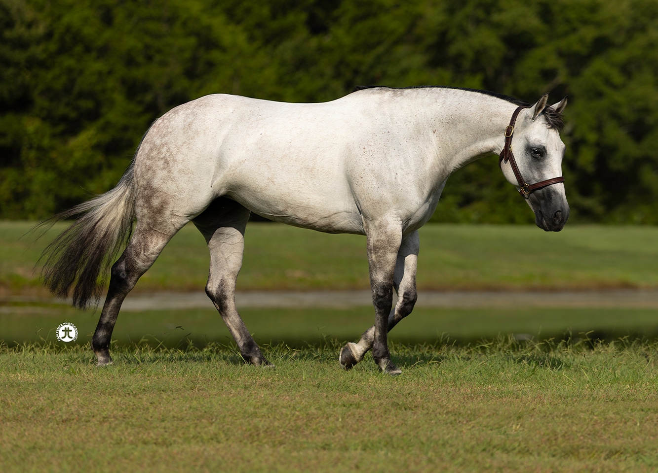 Silver Whizkey Shot — photo 1