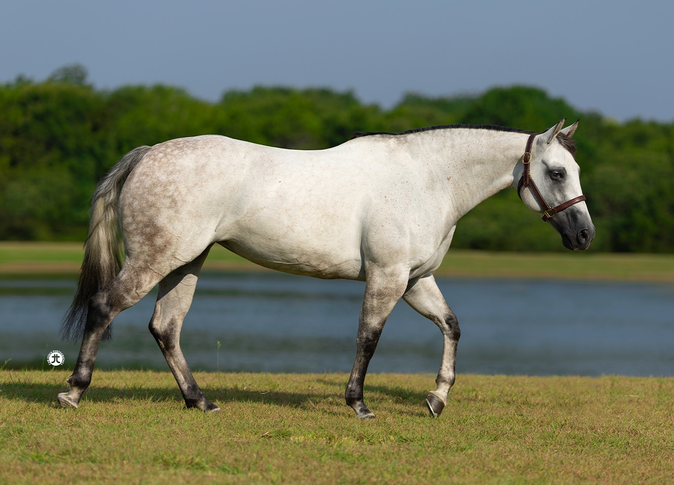 Silver Whizkey Shot