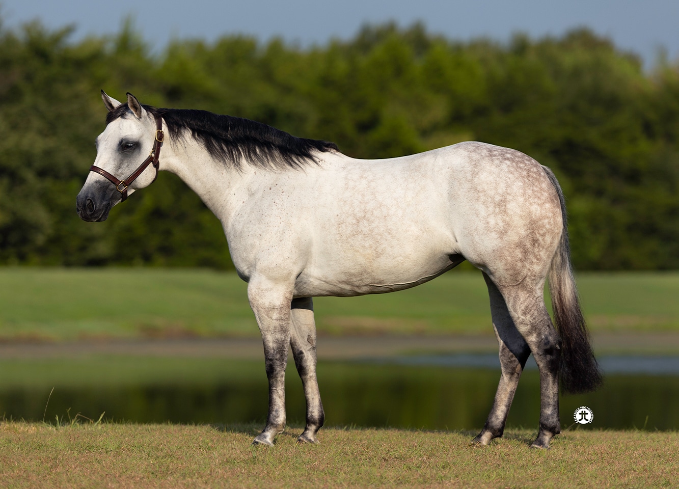 Silver Whizkey Shot — photo 3