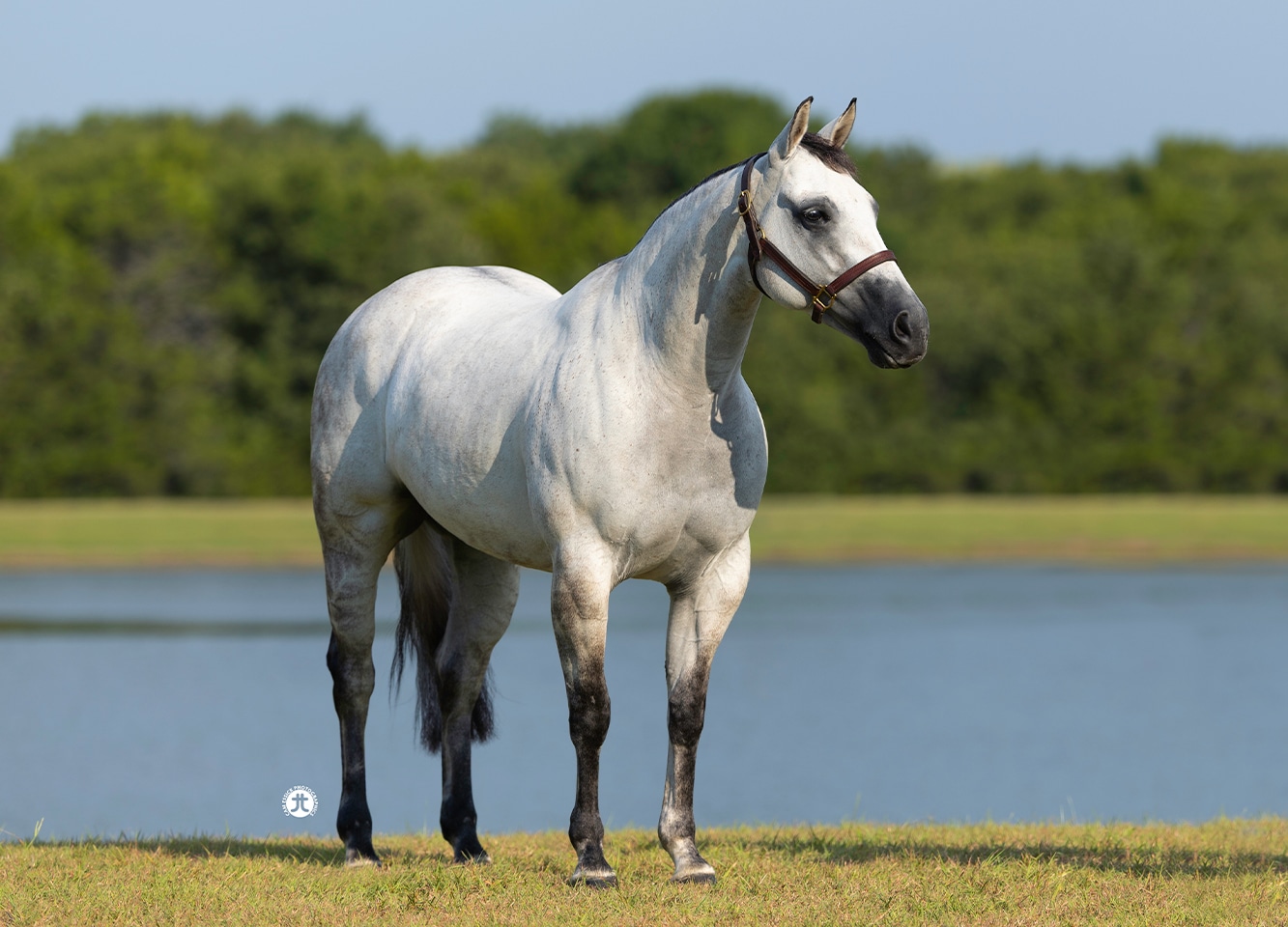 Silver Whizkey Shot — photo 5
