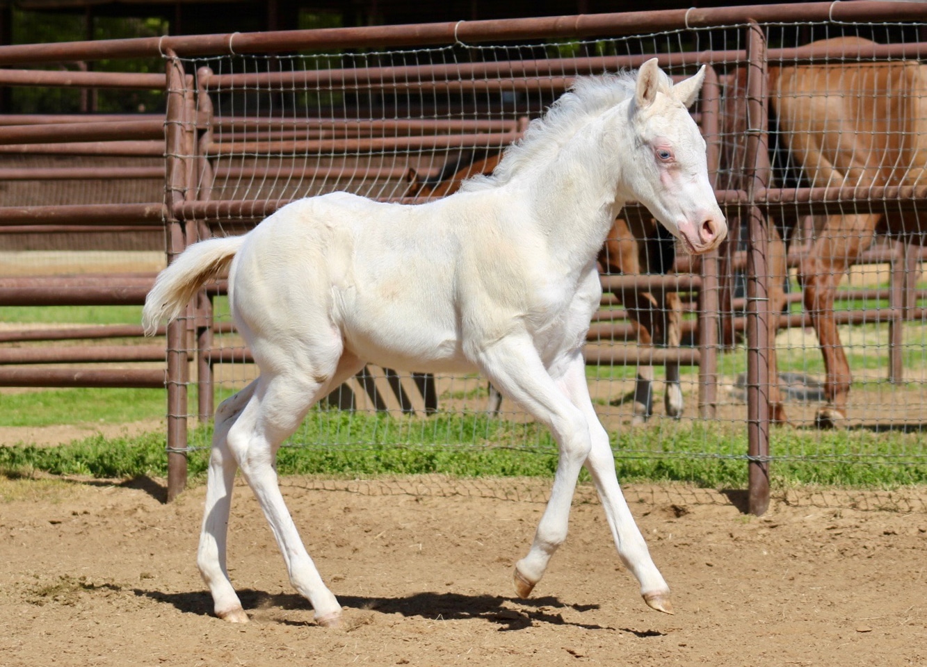 CS White Horse (Chrissi)