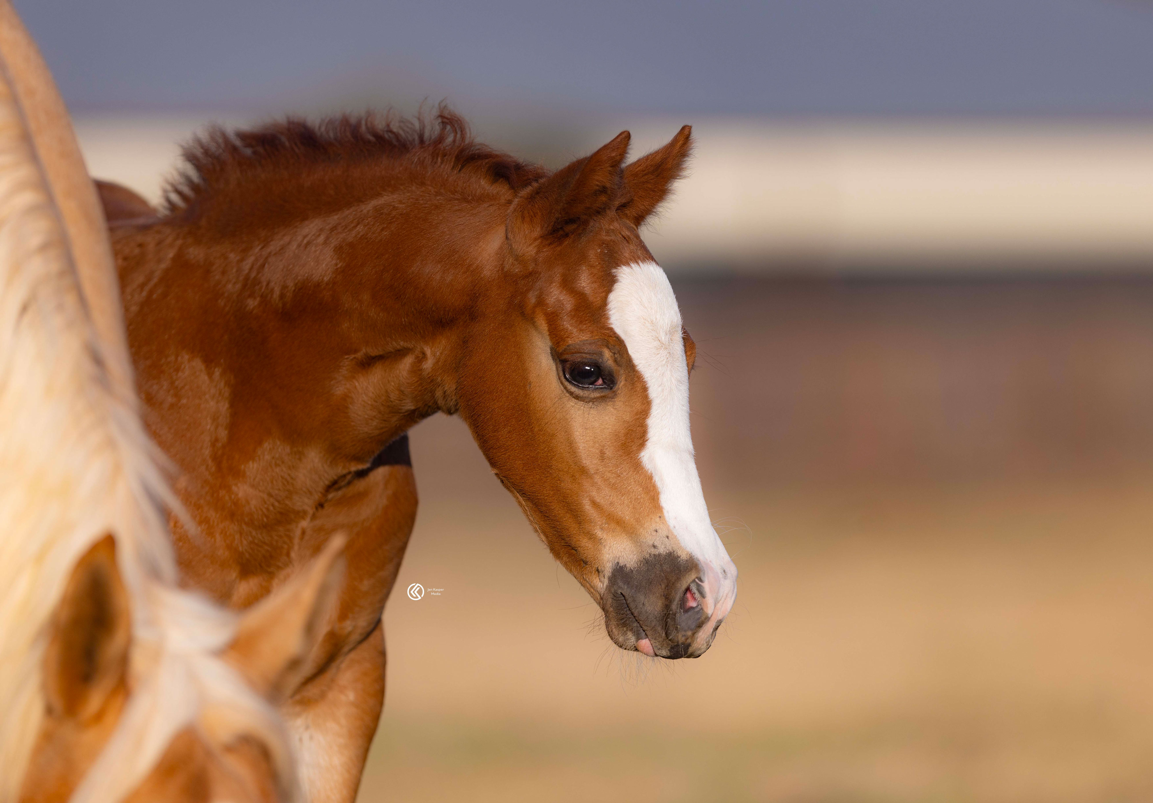 A CS Ranch foal