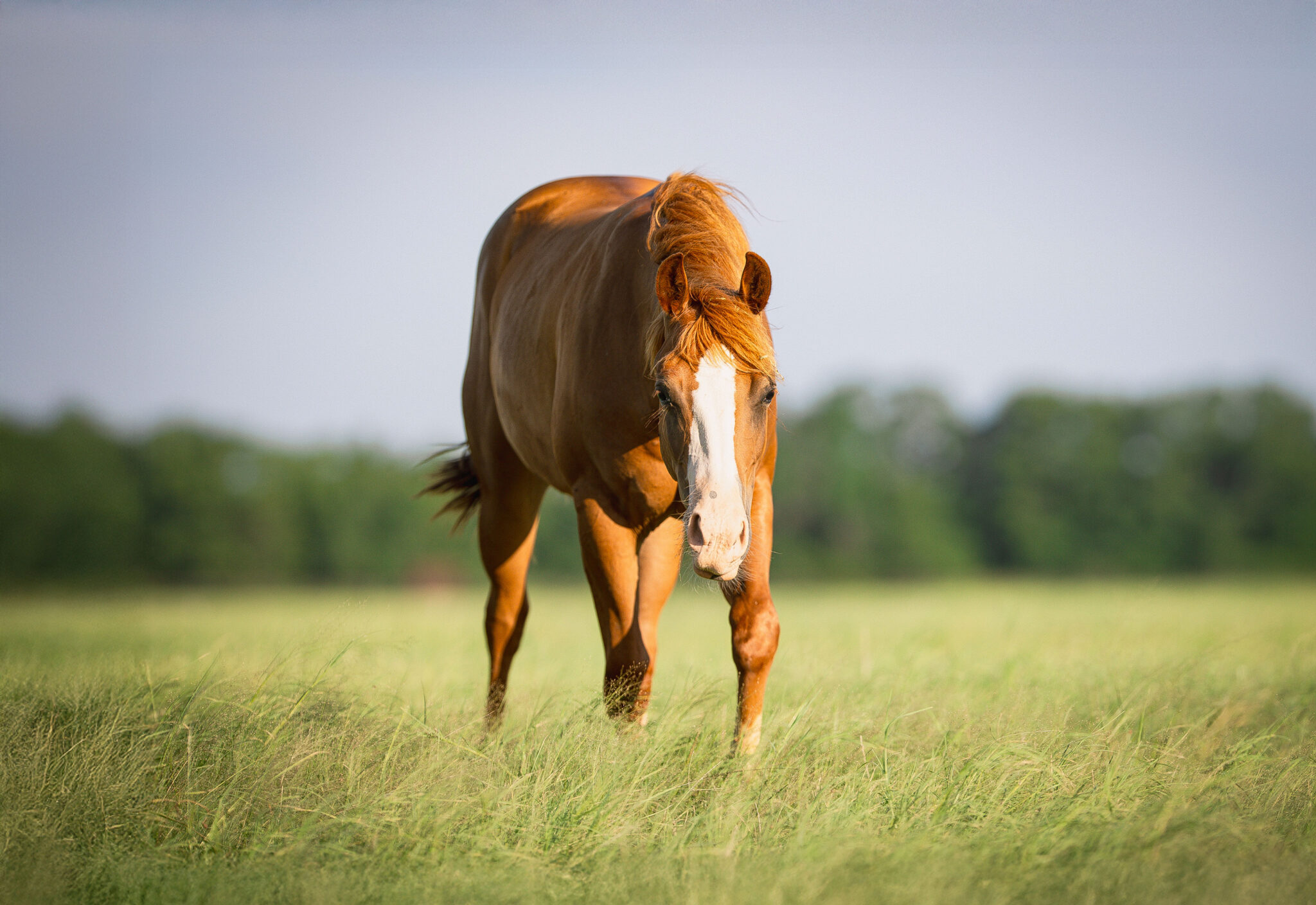 A CS Ranch yearling walking through the pasture