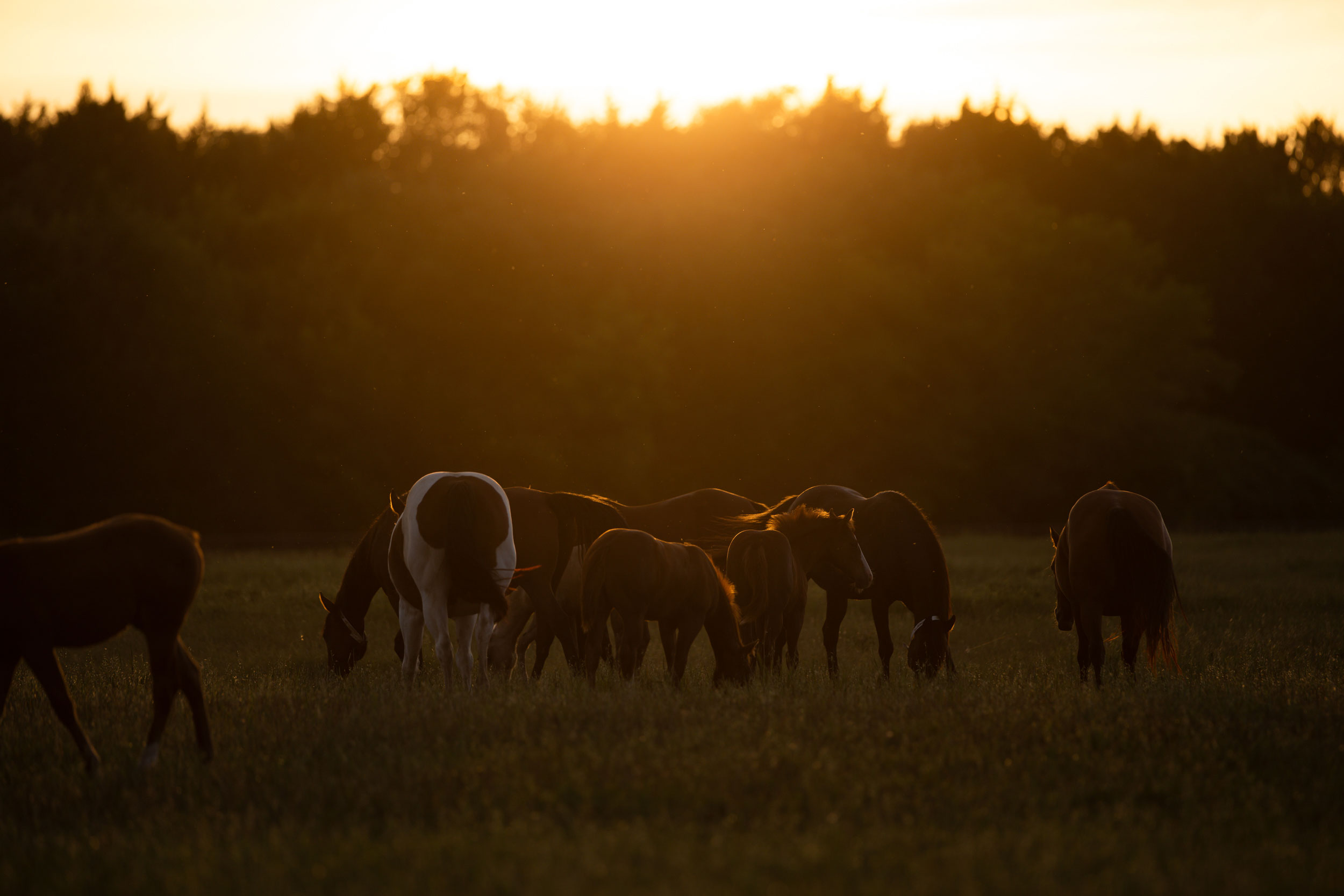 CS Ranch broodmares at Gordonville, Texas