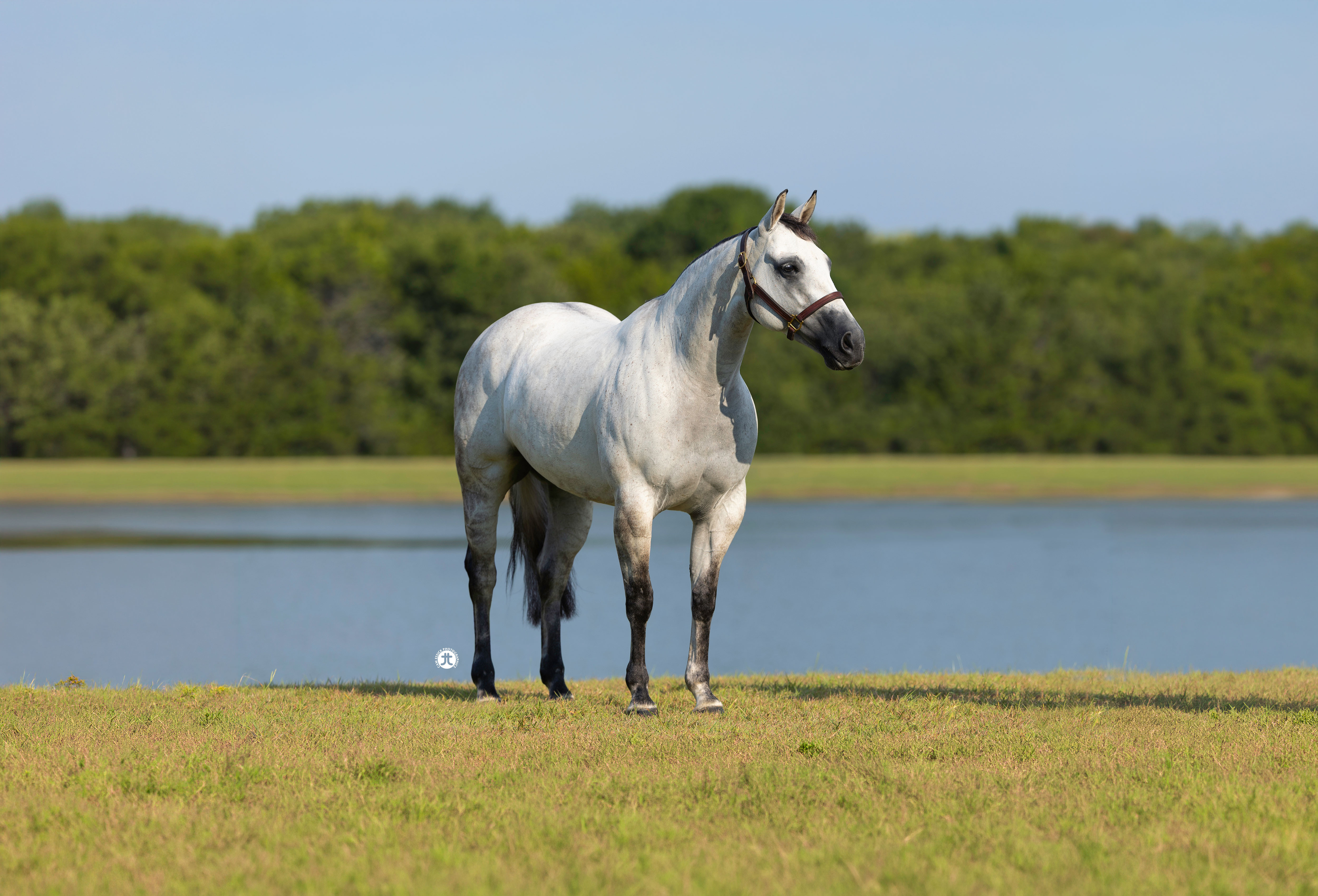 Silver Whizkey Shot