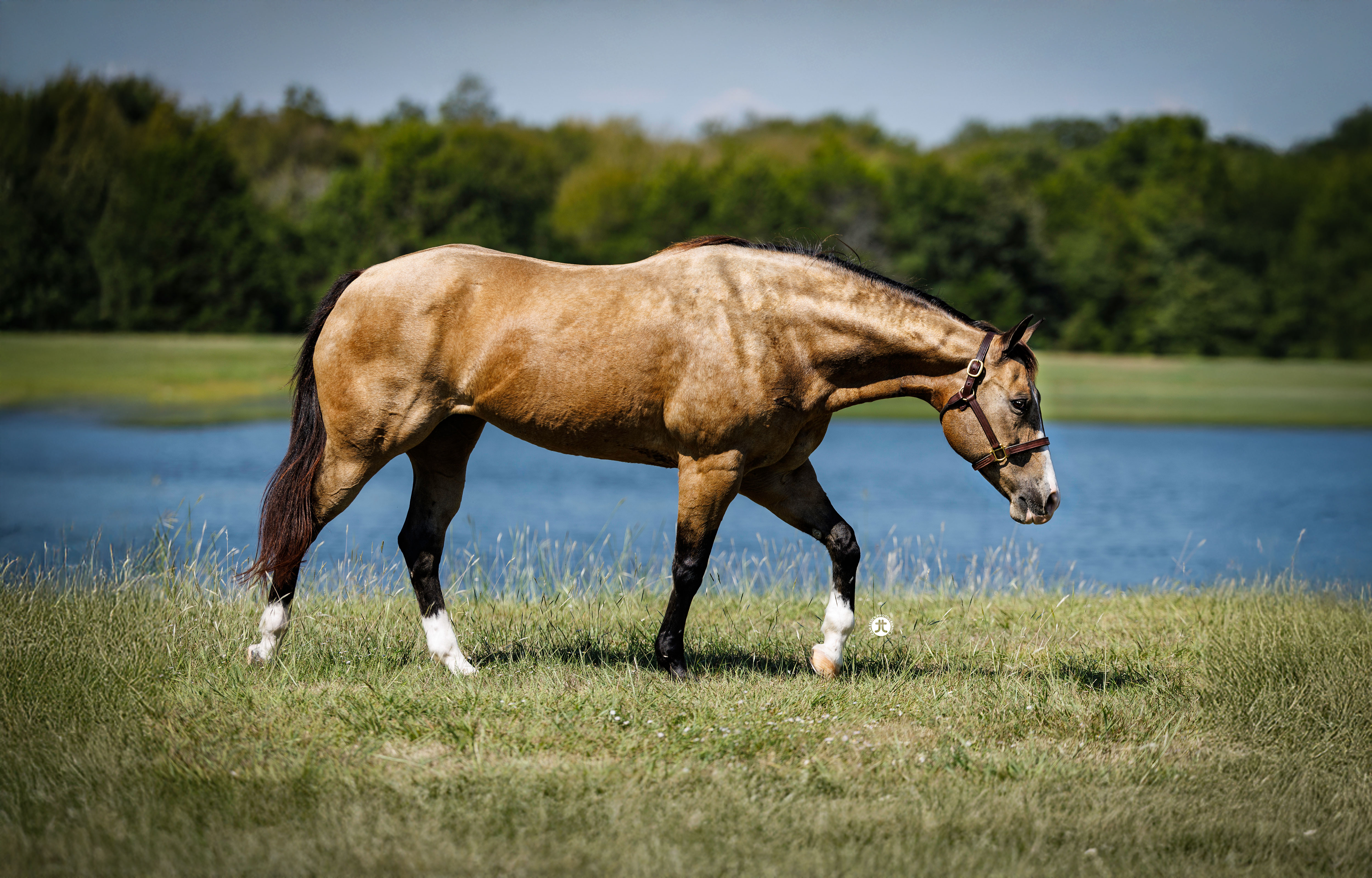 Snip O Chex, the leading dam of the CS Ranch broodmare band