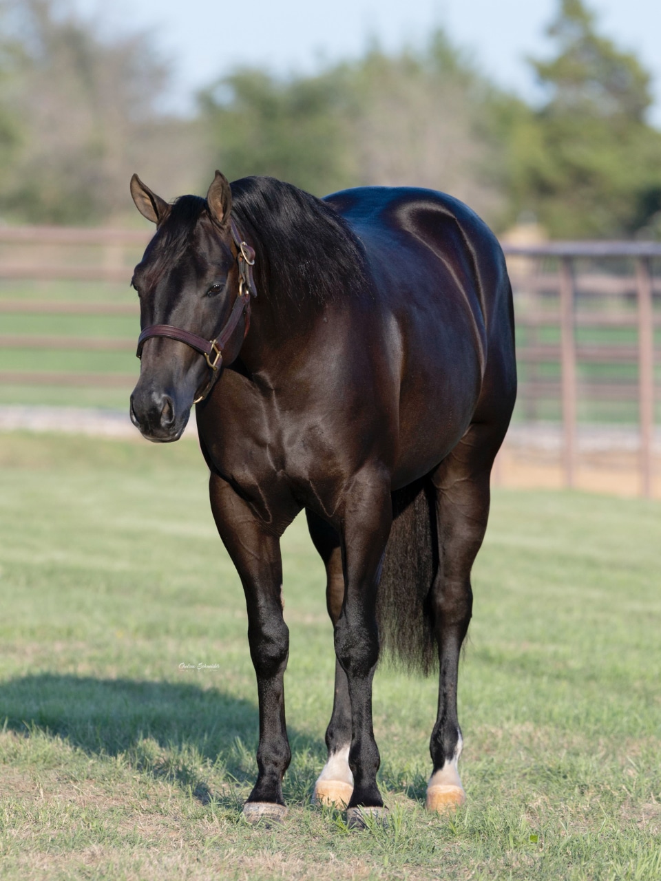 Greytest Showman