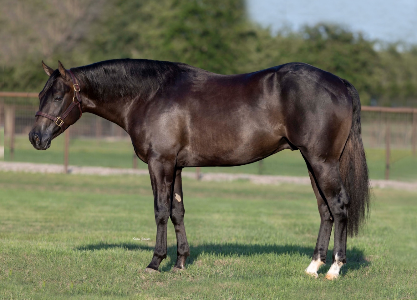 Greytest Showman — photo 2