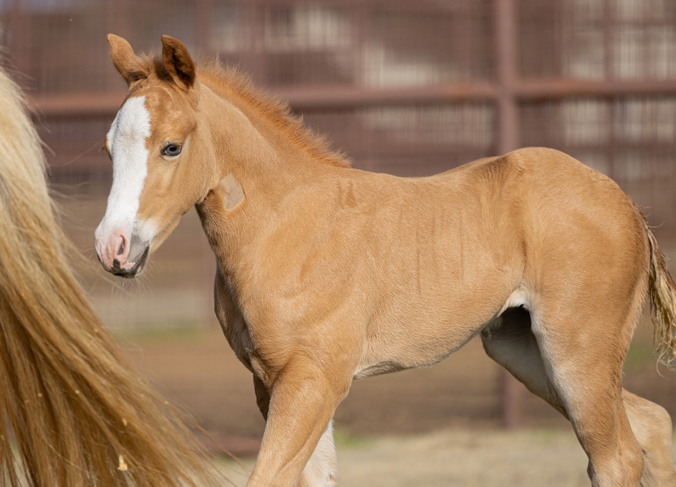 CS Venus