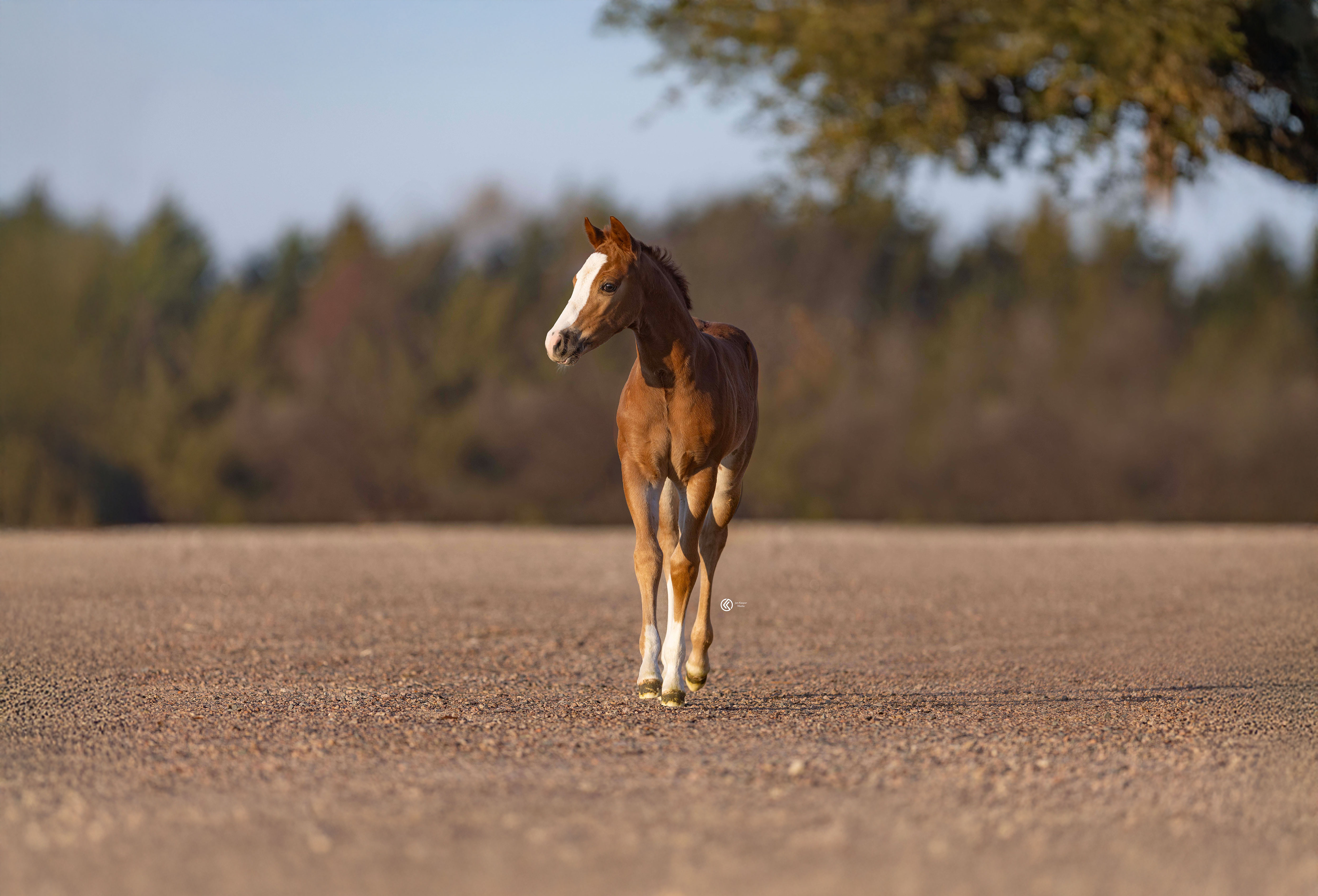 CS Ranch broodmares at Gordonville, Texas