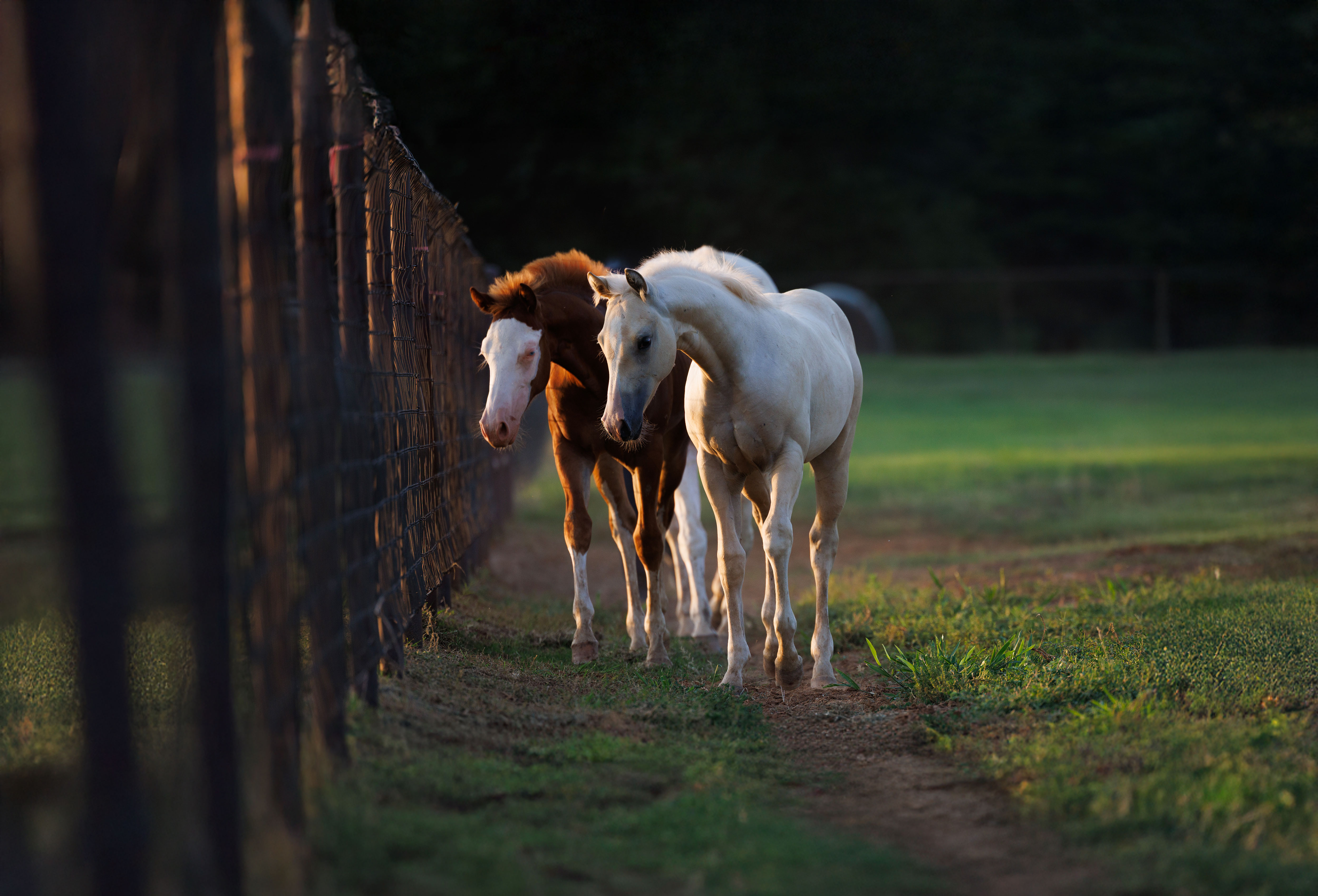 Mares and foals walking together at XCS Ranch
