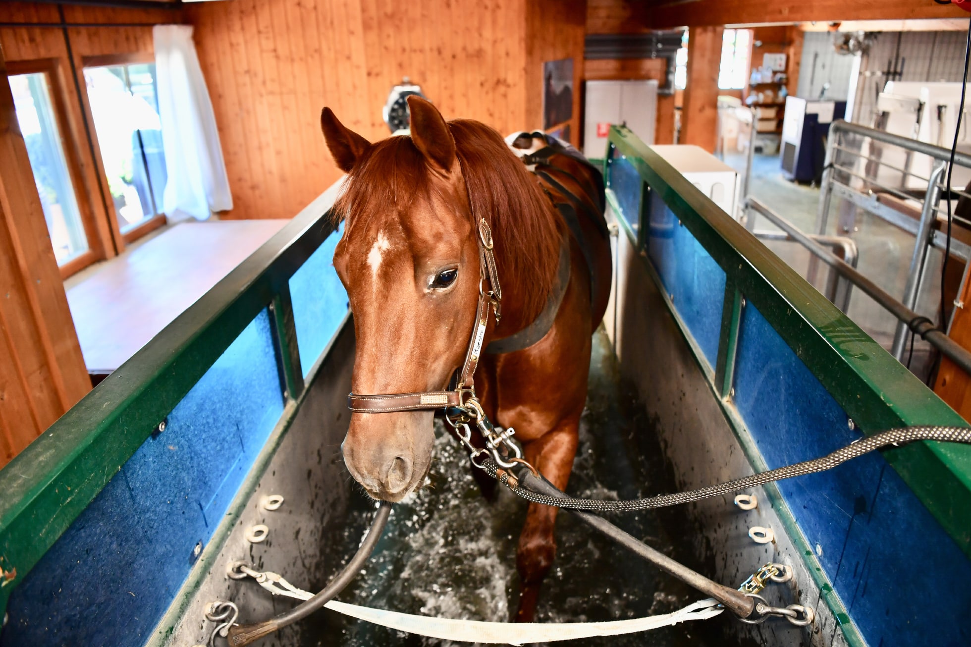 A horse in the aqua trainer at the CS Ranch Spa and Rehabilitation Center