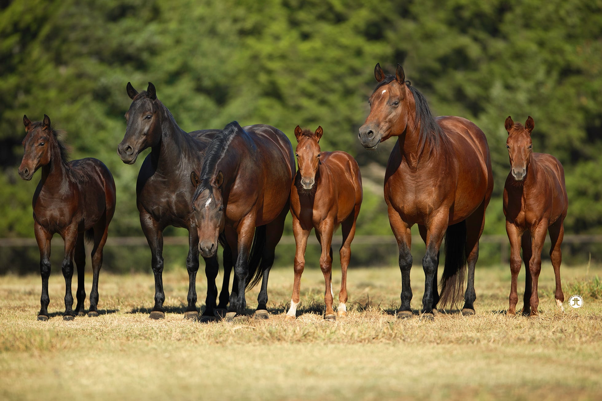 CS Ranch broodmares with their foals