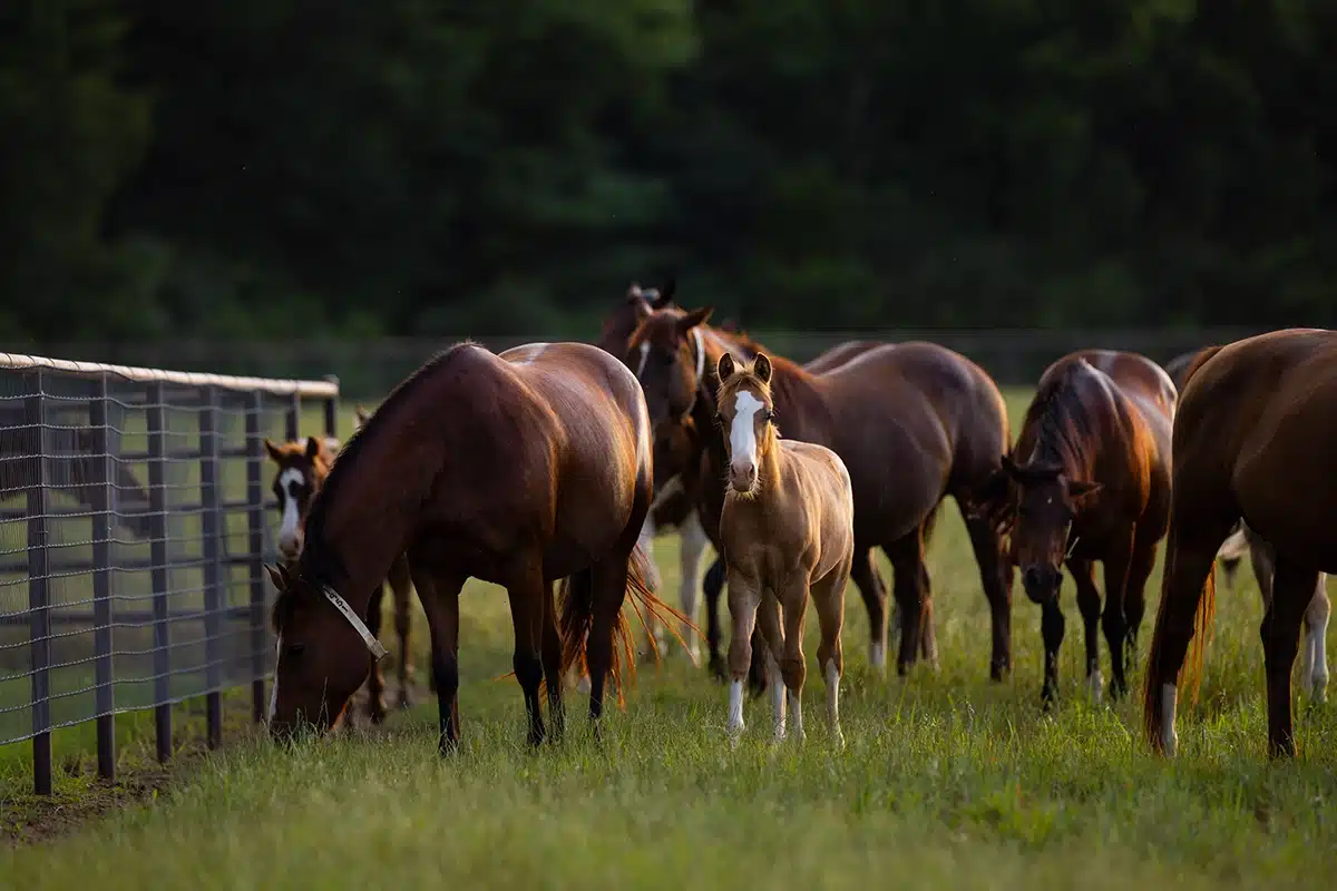 Mares and foals grazing along the fence at CS Ranch
