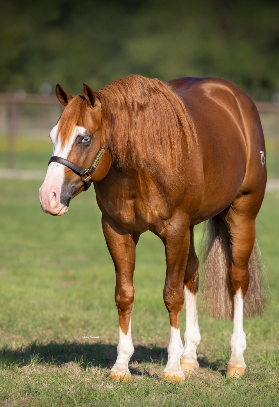 GunnaStepya, 2016 sorrel reining stallion
